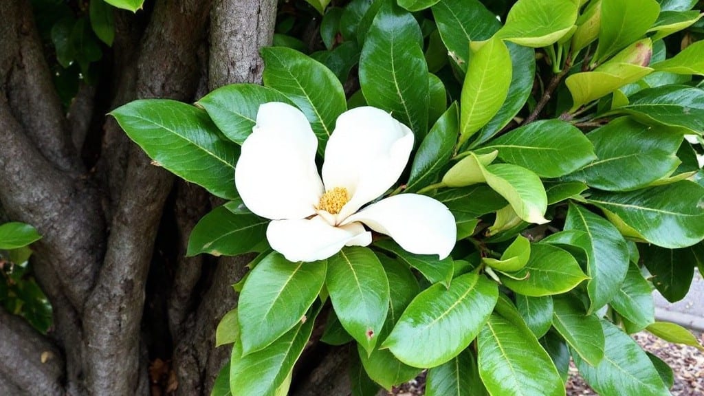 Magnolia Tree Pruning in Summer: Strategic Cuts for Year-Round Bloom Revival