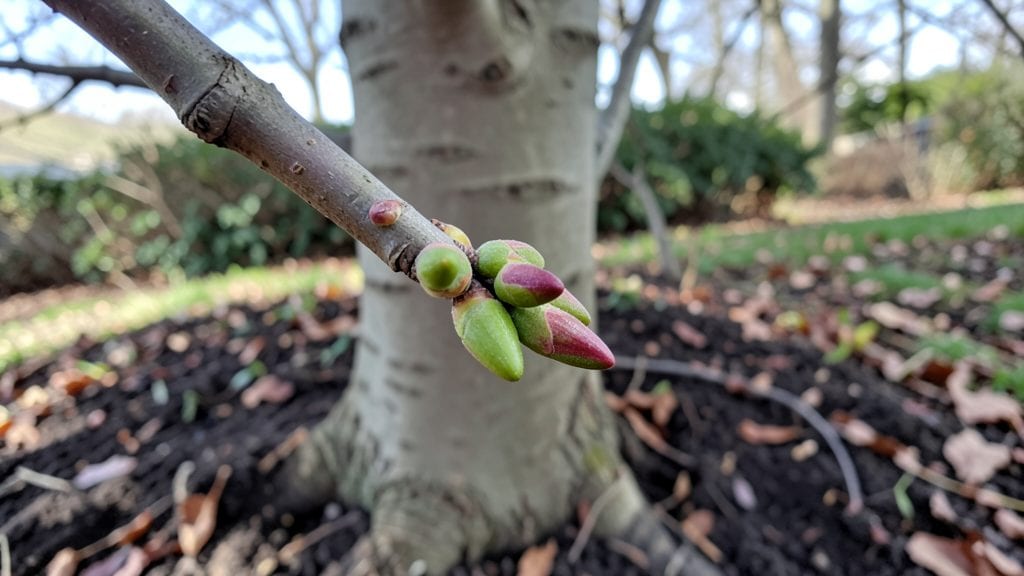 Maple Tree Spring Buds: Pruning Blueprint for Year-Round Sapling Health